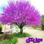 دانلود آهنگ وﻟﻰ ﺣﺴﻦ ﻋﺎﺷﻖ ﺑﻪ دﻳﻮوﻧﮕﻴﺸﻪ صدای زن  اینستا ریمیکس ارغوان